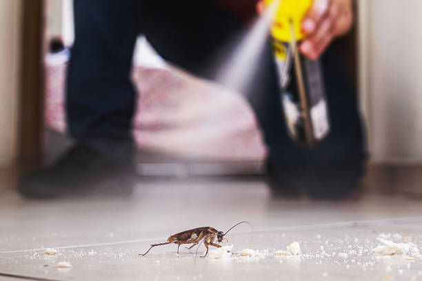 Best Wasp Removal Services  in Jay, OK